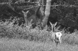 jeleń szlachetny, europejski, Cervus elaphus elaphus jeleń karpacki, rykowisko, Bieszczady, łania z młodym