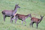 jeleń szlachetny, europejski, Cervus elaphus elaphus jeleń karpacki, rykowisko, Bieszczady, łania z młodymi
