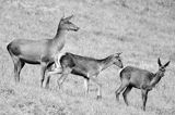 jeleń szlachetny, europejski, Cervus elaphus elaphus jeleń karpacki, rykowisko, Bieszczady, łania z młodymi