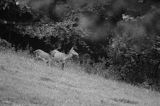 jeleń szlachetny, europejski, Cervus elaphus elaphus jeleń karpacki, rykowisko, Bieszczady, łania z młodym