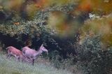 jeleń szlachetny, europejski, Cervus elaphus elaphus jeleń karpacki, rykowisko, Bieszczady, łania z młodym