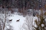 łanie, jelenie szlachetne, europejskiei, Cervus elaphus elaphus jeleń karpacki