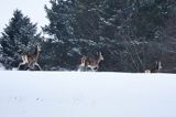 łanie, jelenie szlachetne, europejskiei, Cervus elaphus elaphus jeleń karpacki