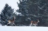 łanie, jelenie szlachetne, europejskiei, Cervus elaphus elaphus jeleń karpacki