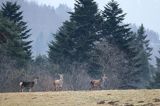 łanie, jeleń szlachetny, europejski, Cervus elaphus elaphus jeleń karpacki