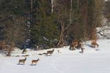 łanie, jeleń szlachetny, europejski, Cervus elaphus elaphus jeleń karpacki