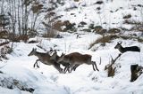 łanie, jelenie szlachetne, europejskiei, Cervus elaphus elaphus jeleń karpacki