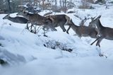 łanie, jelenie szlachetne, europejskiei, Cervus elaphus elaphus jeleń karpacki