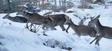 łanie, jelenie szlachetne, europejskiei, Cervus elaphus elaphus jeleń karpacki