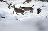 łanie, jelenie szlachetne, europejskiei, Cervus elaphus elaphus jeleń karpacki