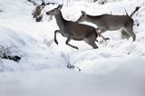 łanie, jelenie szlachetne, europejskiei, Cervus elaphus elaphus jeleń karpacki