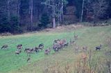 łanie, jeleń szlachetny, europejski, Cervus elaphus elaphus jeleń karpacki, bieszczadzki