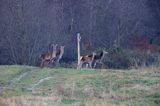 łanie na szlaku turystycznym, jeleń szlachetny, europejski, Cervus elaphus elaphus jeleń karpacki, bieszczadzki