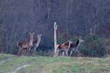 łanie na szlaku turystycznym, jeleń szlachetny, europejski, Cervus elaphus elaphus jeleń karpacki, bieszczadzki