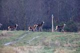 łanie na szlaku turystycznym, jeleń szlachetny, europejski, Cervus elaphus elaphus jeleń karpacki, bieszczadzki