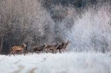 łanie i byczki, jeleń szlachetny, europejski, Cervus elaphus elaphus jeleń karpacki, bieszczadzki