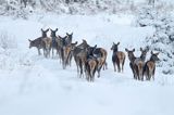 łanie, jeleń szlachetny, europejski, Cervus elaphus elaphus jeleń karpacki