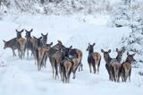 łanie, jeleń szlachetny, europejski, Cervus elaphus elaphus jeleń karpacki