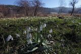 Galanthus nivalis, śnieżyczka przebiśnieg