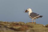 Mewa srebrzysta Larus argentatus