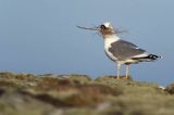 Mewa srebrzysta Larus argentatus