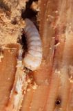 larwa żerująca w spróchniałej jodle ? Wynurt Ceruchus chrysomelinus) chrząszcz z rodziny jelonkowatych? / do sprawdzenia