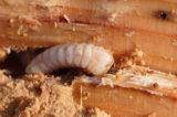 larwa żerująca w spróchniałej jodle ? Wynurt Ceruchus chrysomelinus) chrząszcz z rodziny jelonkowatych? / do sprawdzenia