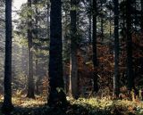 las w Bieszczadach na Ostrem, jodły i świerki
