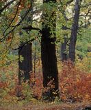 dęby szypułkowe, Quercus robur, Rezerwat Lasek Bielański, Warszawa