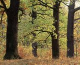 dęby szypułkowe, Quercus robur, Rezerwat Lasek Bielański, Warszawa, dąbrowa