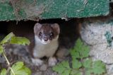 Łasica, Mustella nivalis, mieszkająca pod domkiem campingowym koło schroniska Podkowiata w Komańczy