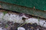 Łasica, Mustella nivalis, mieszkająca pod domkiem campingowym koło schroniska Podkowiata w Komańczy