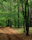 las, Woliński Park Narodowy