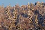 Zaśnieżony krajobraz, ściana lasu, Bieszczady