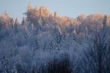 Zaśnieżony krajobraz, ściana lasu, Bieszczady