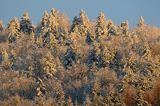 Zaśnieżony krajobraz, ściana lasu, Bieszczady