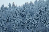 Zaśnieżony krajobraz, ściana lasu, Bieszczady