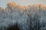 Zaśnieżony krajobraz, ściana lasu, Bieszczady