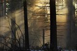 Mgła w lesie i promień światła o zachodzie słońca