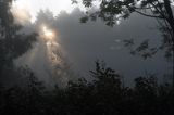 las o świcie w mgłach