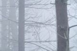 las we mgle, Bieszczady
