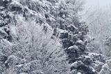 zimowy las, Bieszczady