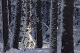 Ośnieżona choinka i las, Bieszczady