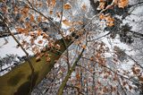 Drzewa. Las pod niebo, ośnieżona gałązka