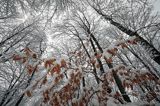 Drzewa. Las pod niebo, ośnieżona gałązka