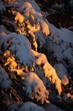Ośnieżona choinka, Góry Sanocko Turczańskie