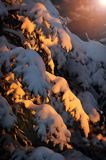 Ośnieżona choinka, Góry Sanocko Turczańskie