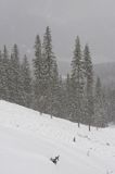 zima, lawinisko w Tatrach, po zejściu lawiny, Tatrzański Park Narodowy Murań, widok z Murzasichla
