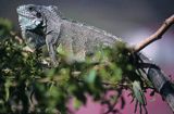 legwan zielony, Iguana iguana, Les Saintes koło Gwadelupy, Małe Antyle, Karaiby