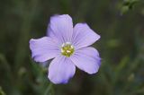 Linum extraaxillare len karpacki) ,